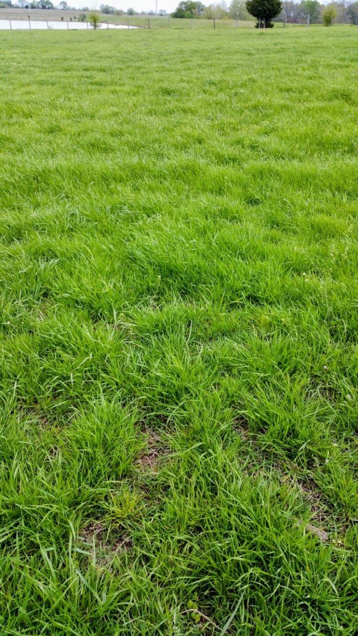 Healthy regenerative pasture — Firstground land restoration